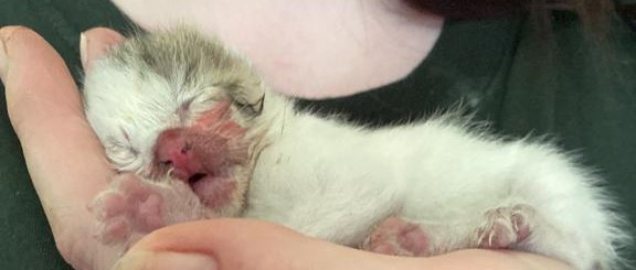 UPDATE – Nieuwe kittens gevonden